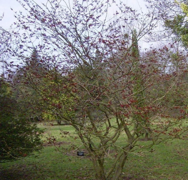 Rotblühende Zaubernuss Diane